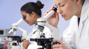 Researchers working at microscopes